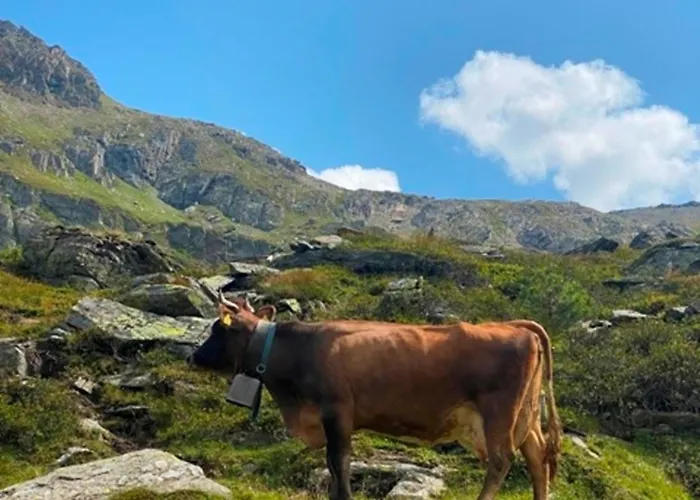 Апартаменти Haus Dora 1 Filzenkogel